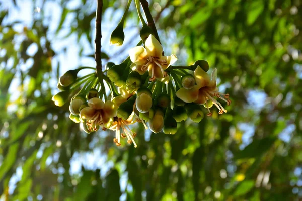 Kapok ağacı (Ceiba pentandra) tropik bir ormanlık alanda yeşil yaprakların arasında çiçek açar. Yapraksı bir tepe örtüsüne karşı sarı çiçekleri ortaya çıkarak doğal çiçekleri, orman ekolojisini ve mevsimsel büyümeyi ön plana çıkarıyor..