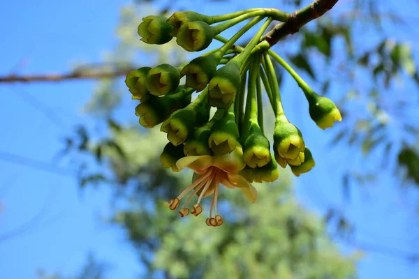Kapok ağacı (Ceiba pentandra) Bangladeş 'te tropikal bir gölgelikte çiçek ve tomurcuklar yetiştirir. Yeşil yaprakların arasında yeşil yapraklar arasında ortaya çıkan sarı çiçekler, Güney Asya 'da doğal bitki örtüsü, mevsimlik çiçeklenme ve orman ekolojisini ön plana çıkarıyor..