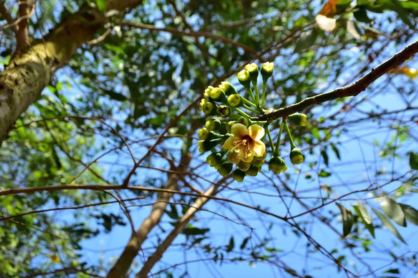 Kapok ağacı (Ceiba pentandra) tropik bir ormanlık alanda yeşil yaprakların arasında çiçek açar. Yapraksı bir tepe örtüsüne karşı sarı çiçekleri ortaya çıkarak doğal çiçekleri, orman ekolojisini ve mevsimsel büyümeyi ön plana çıkarıyor..