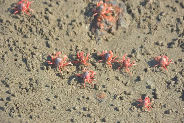 Bakkhali kıyısında, Bangladeş 'te sular çekildiğinde ıslak kumlu sahillere saçılmış minik yengeçler. Sahil sahnesi, sakin bir kıyı şeridinde deniz canlıları, gelgit düzlükleri ve nehir-deniz ekosistem örüntülerini gösteriyor..