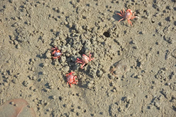 Bakkhali kıyısında, Bangladeş 'te sular çekildiğinde ıslak kumlu sahillere saçılmış minik yengeçler. Sahil sahnesi, sakin bir kıyı şeridinde deniz canlıları, gelgit düzlükleri ve nehir-deniz ekosistem örüntülerini gösteriyor..
