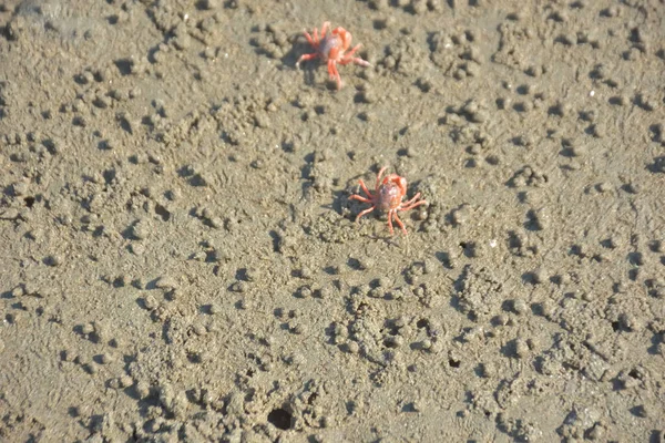 Bakkhali kıyısında, Bangladeş 'te sular çekildiğinde ıslak kumlu sahillere saçılmış minik yengeçler. Sahil sahnesi, sakin bir kıyı şeridinde deniz canlıları, gelgit düzlükleri ve nehir-deniz ekosistem örüntülerini gösteriyor..