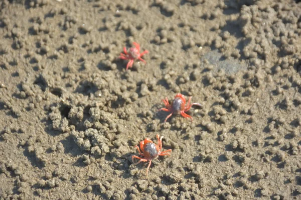 Bakkhali kıyısında, Bangladeş 'te sular çekildiğinde ıslak kumlu sahillere saçılmış minik yengeçler. Sahil sahnesi, sakin bir kıyı şeridinde deniz canlıları, gelgit düzlükleri ve nehir-deniz ekosistem örüntülerini gösteriyor..
