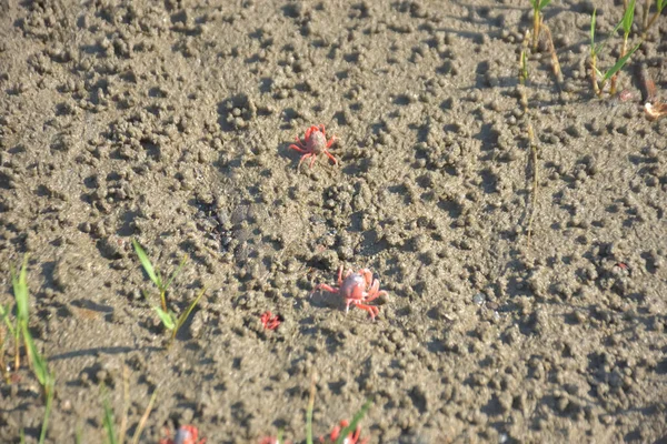 Bakkhali kıyısında, Bangladeş 'te sular çekildiğinde ıslak kumlu sahillere saçılmış minik yengeçler. Sahil sahnesi, sakin bir kıyı şeridinde deniz canlıları, gelgit düzlükleri ve nehir-deniz ekosistem örüntülerini gösteriyor..