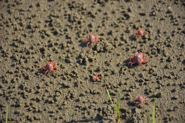Bakkhali kıyısında, Bangladeş 'te sular çekildiğinde ıslak kumlu sahillere saçılmış minik yengeçler. Sahil sahnesi, sakin bir kıyı şeridinde deniz canlıları, gelgit düzlükleri ve nehir-deniz ekosistem örüntülerini gösteriyor..
