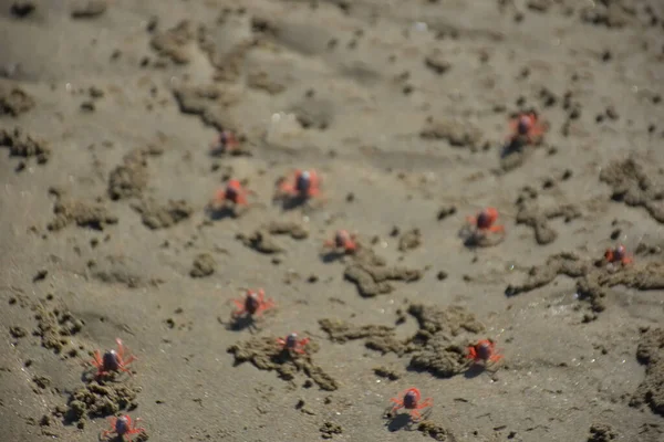 Bakkhali kıyısında, Bangladeş 'te sular çekildiğinde ıslak kumlu sahillere saçılmış minik yengeçler. Sahil sahnesi, sakin bir kıyı şeridinde deniz canlıları, gelgit düzlükleri ve nehir-deniz ekosistem örüntülerini gösteriyor..
