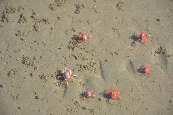 Bakkhali kıyısında, Bangladeş 'te sular çekildiğinde ıslak kumlu sahillere saçılmış minik yengeçler. Sahil sahnesi, sakin bir kıyı şeridinde deniz canlıları, gelgit düzlükleri ve nehir-deniz ekosistem örüntülerini gösteriyor..