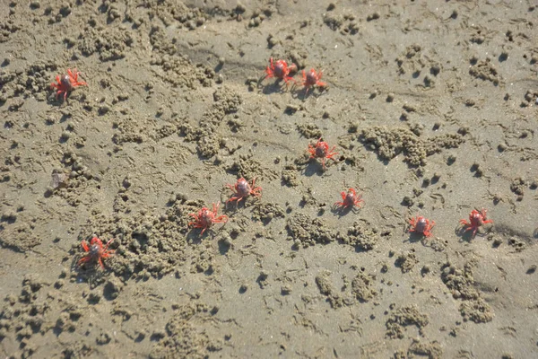Bakkhali kıyısında, Bangladeş 'te sular çekildiğinde ıslak kumlu sahillere saçılmış minik yengeçler. Sahil sahnesi, sakin bir kıyı şeridinde deniz canlıları, gelgit düzlükleri ve nehir-deniz ekosistem örüntülerini gösteriyor..