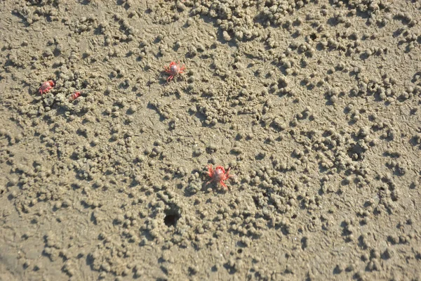 Bakkhali kıyısında, Bangladeş 'te sular çekildiğinde ıslak kumlu sahillere saçılmış minik yengeçler. Sahil sahnesi, sakin bir kıyı şeridinde deniz canlıları, gelgit düzlükleri ve nehir-deniz ekosistem örüntülerini gösteriyor..