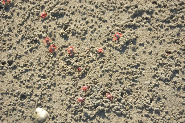 Bakkhali kıyısında, Bangladeş 'te sular çekildiğinde ıslak kumlu sahillere saçılmış minik yengeçler. Sahil sahnesi, sakin bir kıyı şeridinde deniz canlıları, gelgit düzlükleri ve nehir-deniz ekosistem örüntülerini gösteriyor..