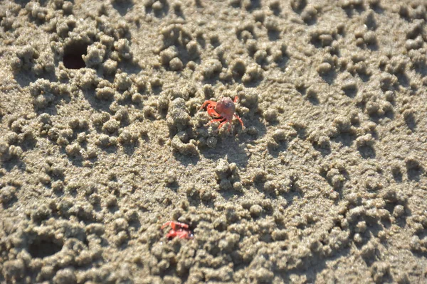 Bakkhali kıyısında, Bangladeş 'te sular çekildiğinde ıslak kumlu sahillere saçılmış minik yengeçler. Sahil sahnesi, sakin bir kıyı şeridinde deniz canlıları, gelgit düzlükleri ve nehir-deniz ekosistem örüntülerini gösteriyor..