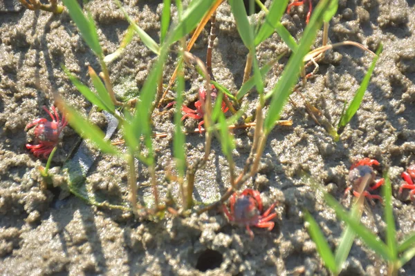 Bakkhali kıyısında, Bangladeş 'te sular çekildiğinde ıslak kumlu sahillere saçılmış minik yengeçler. Sahil sahnesi, sakin bir kıyı şeridinde deniz canlıları, gelgit düzlükleri ve nehir-deniz ekosistem örüntülerini gösteriyor..