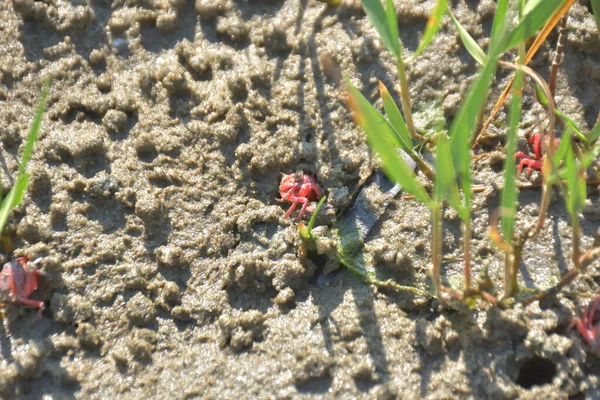 Bakkhali kıyısında, Bangladeş 'te sular çekildiğinde ıslak kumlu sahillere saçılmış minik yengeçler. Sahil sahnesi, sakin bir kıyı şeridinde deniz canlıları, gelgit düzlükleri ve nehir-deniz ekosistem örüntülerini gösteriyor..