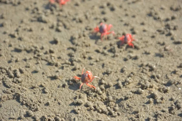 Bakkhali kıyısında, Bangladeş 'te sular çekildiğinde ıslak kumlu sahillere saçılmış minik yengeçler. Sahil sahnesi, sakin bir kıyı şeridinde deniz canlıları, gelgit düzlükleri ve nehir-deniz ekosistem örüntülerini gösteriyor..