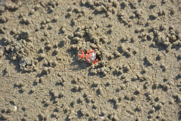 Bakkhali kıyısında, Bangladeş 'te sular çekildiğinde ıslak kumlu sahillere saçılmış minik yengeçler. Sahil sahnesi, sakin bir kıyı şeridinde deniz canlıları, gelgit düzlükleri ve nehir-deniz ekosistem örüntülerini gösteriyor..