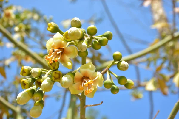 Beyaz ipek-pamuk ağacı ($Ceiba $pentandra $$$$$), Kapok ağacı olarak da bilinir. Görüntü, açık mavi gökyüzüne karşı narin beyaz sarımsı çiçekleri ve yeşil tomurcukları gösteriyor. Bu ağaç ticari amaçlı pamuk ve tıbbi ağaç kabuklarıyla ünlüdür..