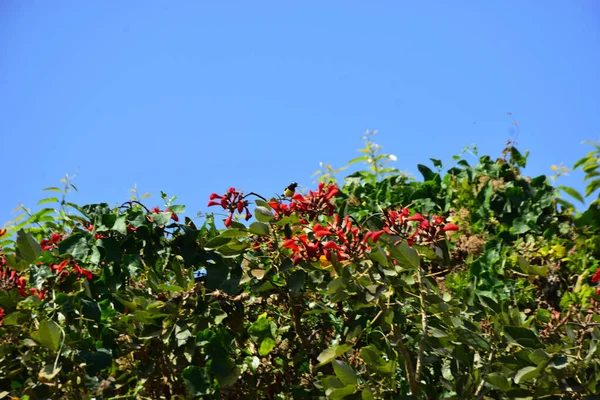 Coxs Bazar, Bangladeş 'te kırmızı çiçekli mor mercan ağacı. Açık mavi gökyüzünün altındaki yoğun yeşil tepe örtüsü tropikal kıyı bitkilerini, mevsimlik çiçekleri ve güneydoğu Bangladeş 'in doğal manzarasını vurgular..