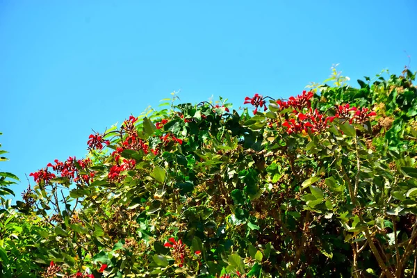 Coxs Bazar, Bangladeş 'te kırmızı çiçekli mor mercan ağacı. Açık mavi gökyüzünün altındaki yoğun yeşil tepe örtüsü tropikal kıyı bitkilerini, mevsimlik çiçekleri ve güneydoğu Bangladeş 'in doğal manzarasını vurgular..