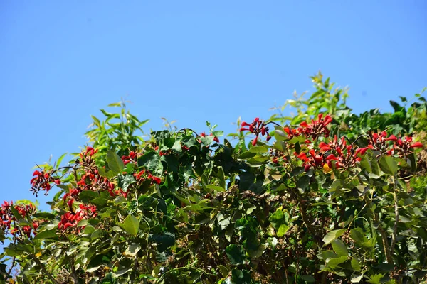 Coxs Bazar, Bangladeş 'te kırmızı çiçekli mor mercan ağacı. Açık mavi gökyüzünün altındaki yoğun yeşil tepe örtüsü tropikal kıyı bitkilerini, mevsimlik çiçekleri ve güneydoğu Bangladeş 'in doğal manzarasını vurgular..