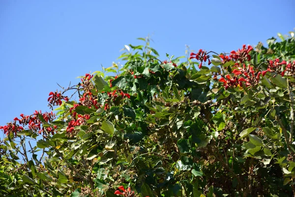 Coxs Bazar, Bangladeş 'te kırmızı çiçekli mor mercan ağacı. Açık mavi gökyüzünün altındaki yoğun yeşil tepe örtüsü tropikal kıyı bitkilerini, mevsimlik çiçekleri ve güneydoğu Bangladeş 'in doğal manzarasını vurgular..