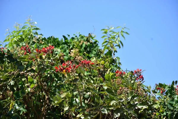 Coxs Bazar, Bangladeş 'te kırmızı çiçekli mor mercan ağacı. Açık mavi gökyüzünün altındaki yoğun yeşil tepe örtüsü tropikal kıyı bitkilerini, mevsimlik çiçekleri ve güneydoğu Bangladeş 'in doğal manzarasını vurgular..