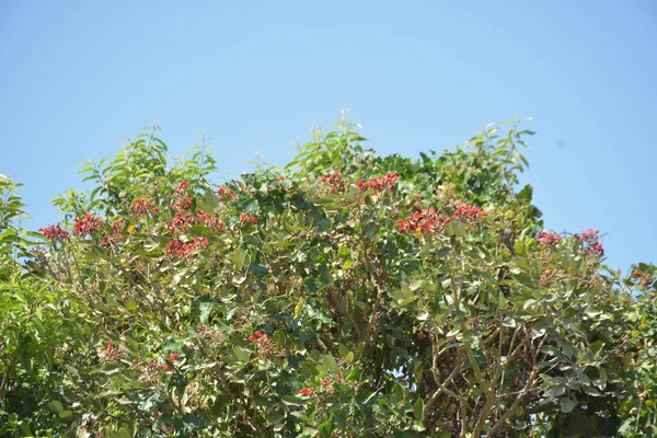 Coxs Bazar, Bangladeş 'te kırmızı çiçekli mor mercan ağacı. Açık mavi gökyüzünün altındaki yoğun yeşil tepe örtüsü tropikal kıyı bitkilerini, mevsimlik çiçekleri ve güneydoğu Bangladeş 'in doğal manzarasını vurgular..