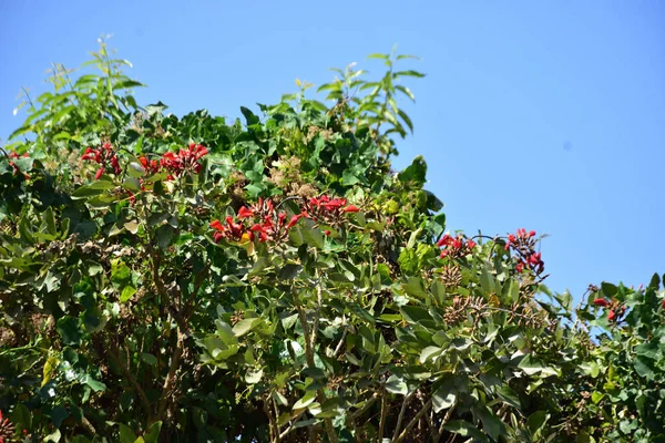 Coxs Bazar, Bangladeş 'te kırmızı çiçekli mor mercan ağacı. Açık mavi gökyüzünün altındaki yoğun yeşil tepe örtüsü tropikal kıyı bitkilerini, mevsimlik çiçekleri ve güneydoğu Bangladeş 'in doğal manzarasını vurgular..
