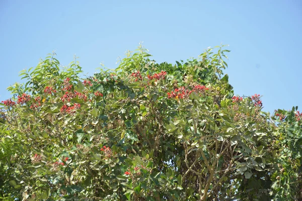 Coxs Bazar, Bangladeş 'te kırmızı çiçekli mor mercan ağacı. Açık mavi gökyüzünün altındaki yoğun yeşil tepe örtüsü tropikal kıyı bitkilerini, mevsimlik çiçekleri ve güneydoğu Bangladeş 'in doğal manzarasını vurgular..