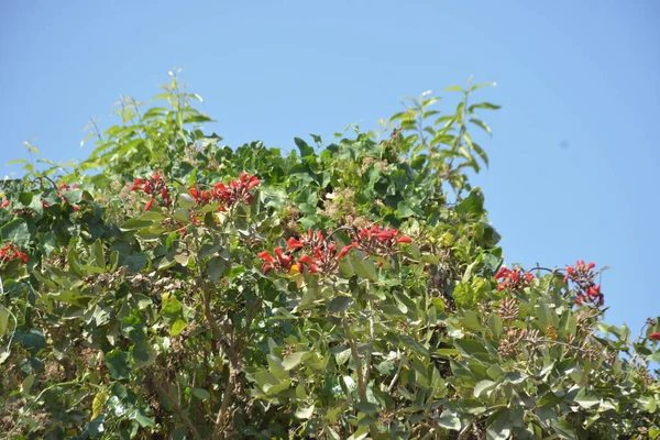 Coxs Bazar, Bangladeş 'te kırmızı çiçekli mor mercan ağacı. Açık mavi gökyüzünün altındaki yoğun yeşil tepe örtüsü tropikal kıyı bitkilerini, mevsimlik çiçekleri ve güneydoğu Bangladeş 'in doğal manzarasını vurgular..