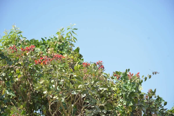 Coxs Bazar, Bangladeş 'te kırmızı çiçekli mor mercan ağacı. Açık mavi gökyüzünün altındaki yoğun yeşil tepe örtüsü tropikal kıyı bitkilerini, mevsimlik çiçekleri ve güneydoğu Bangladeş 'in doğal manzarasını vurgular..
