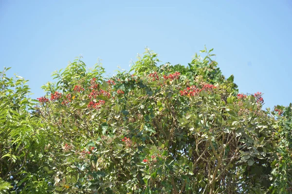 Coxs Bazar, Bangladeş 'te kırmızı çiçekli mor mercan ağacı. Açık mavi gökyüzünün altındaki yoğun yeşil tepe örtüsü tropikal kıyı bitkilerini, mevsimlik çiçekleri ve güneydoğu Bangladeş 'in doğal manzarasını vurgular..