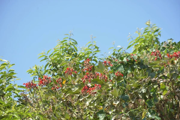 Coxs Bazar, Bangladeş 'te kırmızı çiçekli mor mercan ağacı. Açık mavi gökyüzünün altındaki yoğun yeşil tepe örtüsü tropikal kıyı bitkilerini, mevsimlik çiçekleri ve güneydoğu Bangladeş 'in doğal manzarasını vurgular..