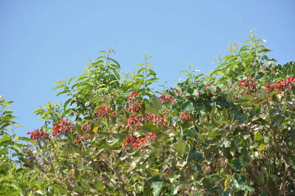 Coxs Bazar, Bangladeş 'te kırmızı çiçekli mor mercan ağacı. Açık mavi gökyüzünün altındaki yoğun yeşil tepe örtüsü tropikal kıyı bitkilerini, mevsimlik çiçekleri ve güneydoğu Bangladeş 'in doğal manzarasını vurgular..