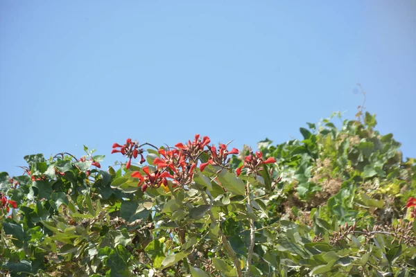 Coxs Bazar, Bangladeş 'te kırmızı çiçekli mor mercan ağacı. Açık mavi gökyüzünün altındaki yoğun yeşil tepe örtüsü tropikal kıyı bitkilerini, mevsimlik çiçekleri ve güneydoğu Bangladeş 'in doğal manzarasını vurgular..