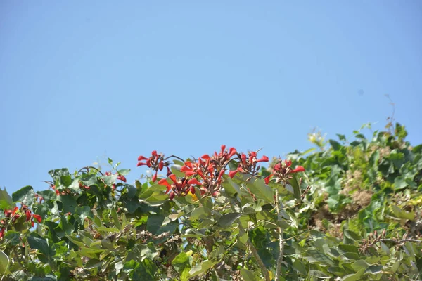 Coxs Bazar, Bangladeş 'te kırmızı çiçekli mor mercan ağacı. Açık mavi gökyüzünün altındaki yoğun yeşil tepe örtüsü tropikal kıyı bitkilerini, mevsimlik çiçekleri ve güneydoğu Bangladeş 'in doğal manzarasını vurgular..