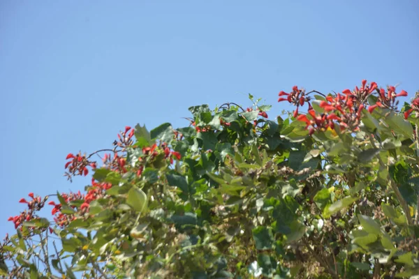 Coxs Bazar, Bangladeş 'te kırmızı çiçekli mor mercan ağacı. Açık mavi gökyüzünün altındaki yoğun yeşil tepe örtüsü tropikal kıyı bitkilerini, mevsimlik çiçekleri ve güneydoğu Bangladeş 'in doğal manzarasını vurgular..