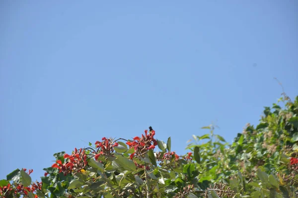 Coxs Bazar, Bangladeş 'te kırmızı çiçekli mor mercan ağacı. Açık mavi gökyüzünün altındaki yoğun yeşil tepe örtüsü tropikal kıyı bitkilerini, mevsimlik çiçekleri ve güneydoğu Bangladeş 'in doğal manzarasını vurgular..