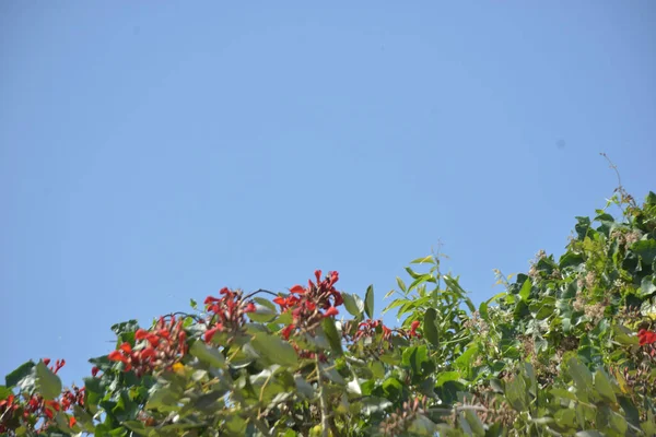 Coxs Bazar, Bangladeş 'te kırmızı çiçekli mor mercan ağacı. Açık mavi gökyüzünün altındaki yoğun yeşil tepe örtüsü tropikal kıyı bitkilerini, mevsimlik çiçekleri ve güneydoğu Bangladeş 'in doğal manzarasını vurgular..