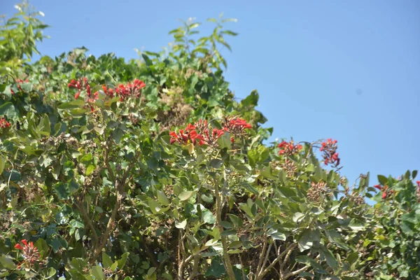 Açık mavi gökyüzüne karşı yemyeşil yapraklar arasında açan kırmızı çiçekler. Çiçek açan mor mercan ağacının geniş manzarası canlı tropikal renkleri, mevsimsel gelişimi ve doğal doğa güzelliğini vurguluyor..