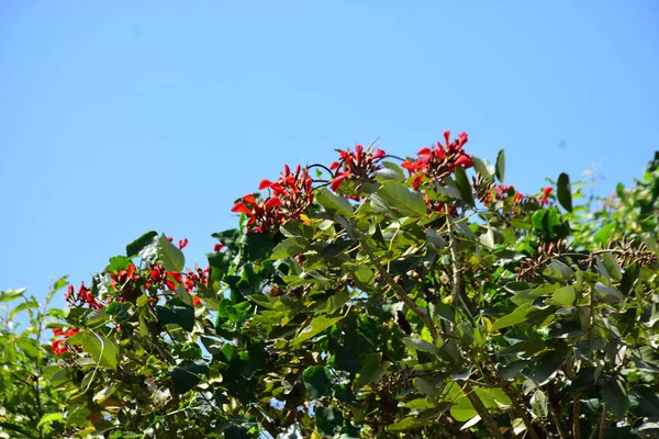 Açık mavi gökyüzüne karşı yemyeşil yapraklar arasında açan kırmızı çiçekler. Çiçek açan mor mercan ağacının geniş manzarası canlı tropikal renkleri, mevsimsel gelişimi ve doğal doğa güzelliğini vurguluyor..