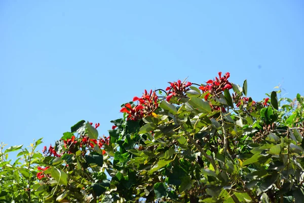 Açık mavi gökyüzüne karşı yemyeşil yapraklar arasında açan kırmızı çiçekler. Çiçek açan mor mercan ağacının geniş manzarası canlı tropikal renkleri, mevsimsel gelişimi ve doğal doğa güzelliğini vurguluyor..