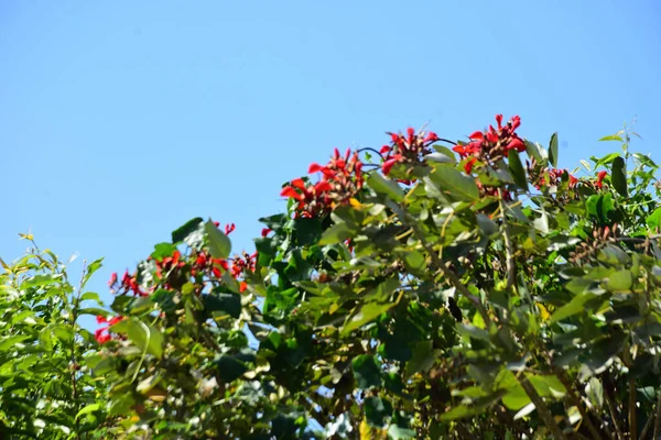 Açık mavi gökyüzüne karşı yemyeşil yapraklar arasında açan kırmızı çiçekler. Çiçek açan mor mercan ağacının geniş manzarası canlı tropikal renkleri, mevsimsel gelişimi ve doğal doğa güzelliğini vurguluyor..
