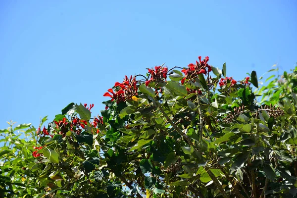 Açık mavi gökyüzüne karşı yemyeşil yapraklar arasında açan kırmızı çiçekler. Çiçek açan mor mercan ağacının geniş manzarası canlı tropikal renkleri, mevsimsel gelişimi ve doğal doğa güzelliğini vurguluyor..