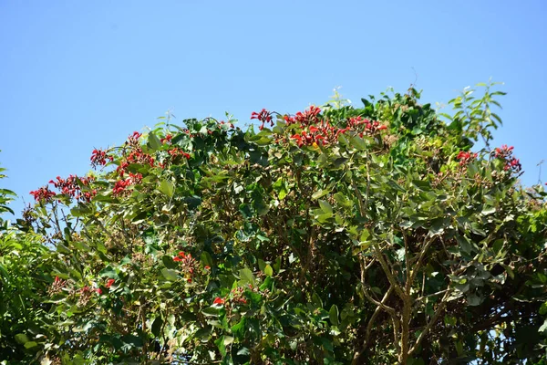 Açık mavi gökyüzüne karşı yemyeşil yapraklar arasında açan kırmızı çiçekler. Çiçek açan mor mercan ağacının geniş manzarası canlı tropikal renkleri, mevsimsel gelişimi ve doğal doğa güzelliğini vurguluyor..