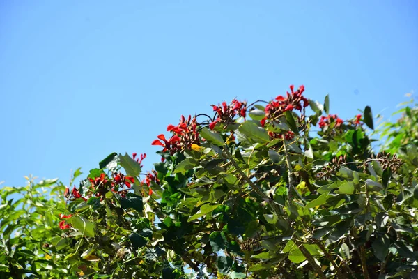 Açık mavi gökyüzüne karşı yemyeşil yapraklar arasında açan kırmızı çiçekler. Çiçek açan mor mercan ağacının geniş manzarası canlı tropikal renkleri, mevsimsel gelişimi ve doğal doğa güzelliğini vurguluyor..