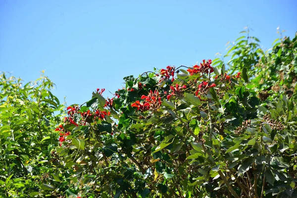 Açık mavi gökyüzüne karşı yemyeşil yapraklar arasında açan kırmızı çiçekler. Çiçek açan mor mercan ağacının geniş manzarası canlı tropikal renkleri, mevsimsel gelişimi ve doğal doğa güzelliğini vurguluyor..