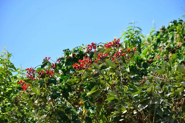Açık mavi gökyüzüne karşı yemyeşil yapraklar arasında açan kırmızı çiçekler. Çiçek açan mor mercan ağacının geniş manzarası canlı tropikal renkleri, mevsimsel gelişimi ve doğal doğa güzelliğini vurguluyor..
