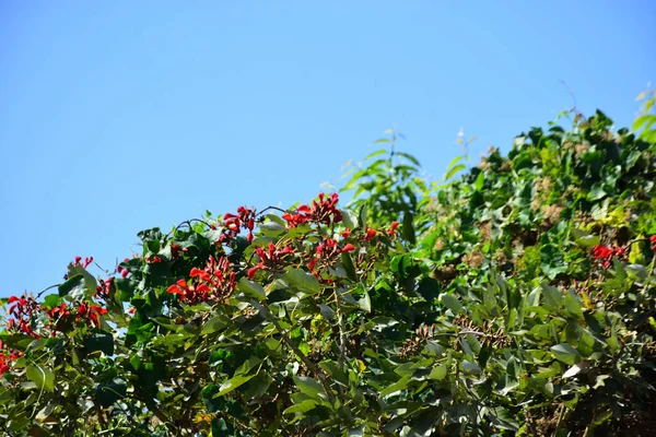 Açık mavi gökyüzüne karşı yemyeşil yapraklar arasında açan kırmızı çiçekler. Çiçek açan mor mercan ağacının geniş manzarası canlı tropikal renkleri, mevsimsel gelişimi ve doğal doğa güzelliğini vurguluyor..