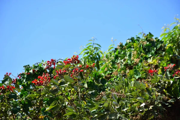 Açık mavi gökyüzüne karşı yemyeşil yapraklar arasında açan kırmızı çiçekler. Çiçek açan mor mercan ağacının geniş manzarası canlı tropikal renkleri, mevsimsel gelişimi ve doğal doğa güzelliğini vurguluyor..