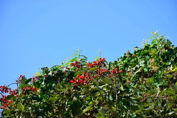 Açık mavi gökyüzüne karşı yemyeşil yapraklar arasında açan kırmızı çiçekler. Çiçek açan mor mercan ağacının geniş manzarası canlı tropikal renkleri, mevsimsel gelişimi ve doğal doğa güzelliğini vurguluyor..